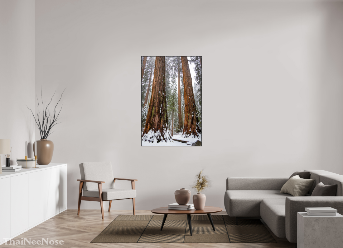 36 x 54″, Aluminium Flame under Acrylic Glass Sequoia Trees
