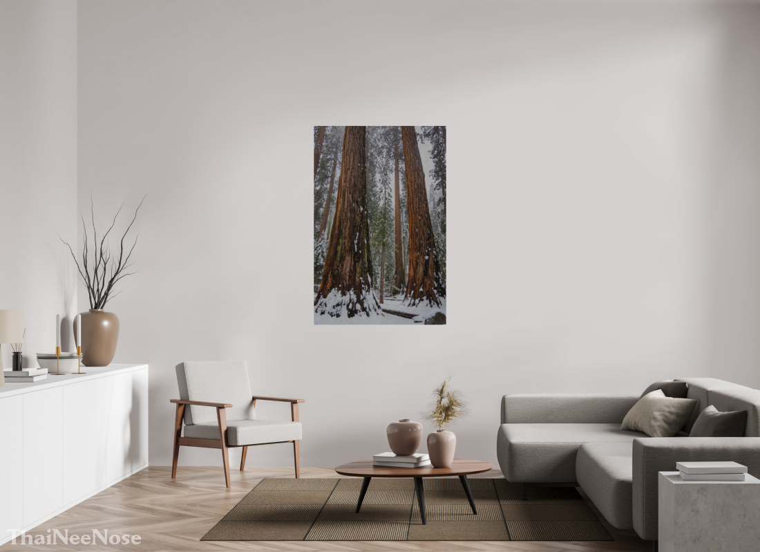 36 x 54″, Direct Print on Brushed Aluminum Sequoia Trees