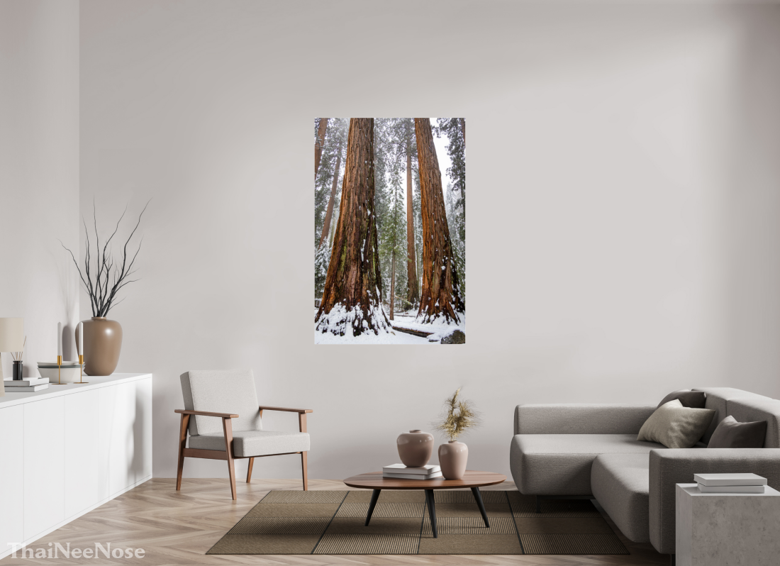 40 x 60″, Metallic Photo Print under Acrylic Glass Sequoia Trees
