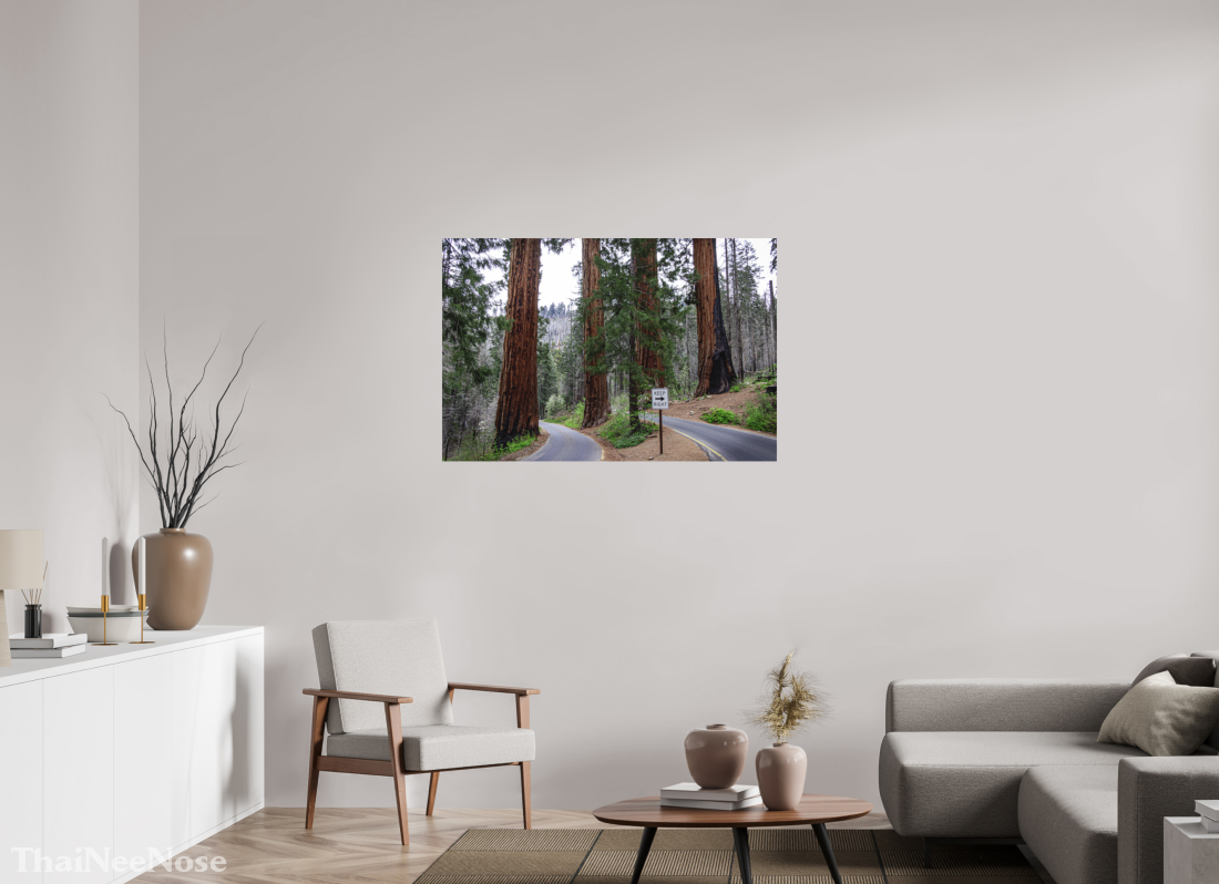 45 x 30″, Direct Print on Aluminum Dibond Sequoia Trees