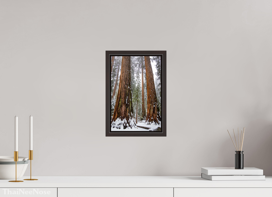 8 x 12″, Alder Brown Wooden Floater Frame Sequoia Trees