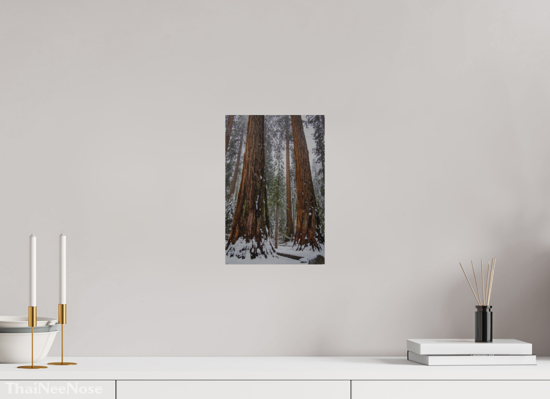 8 x 12″, Direct Print on Brushed Aluminum Sequoia Trees
