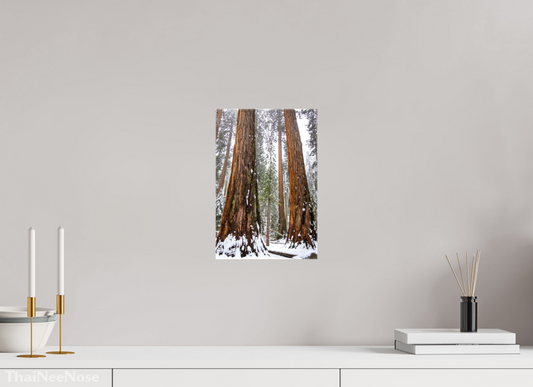 8 x 12″, Glossy Canvas on Stretcher Frame Sequoia Trees
