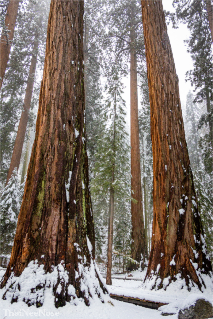 Main image Sequoia Trees