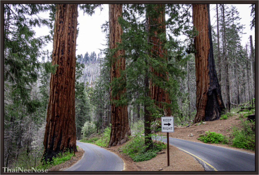 Main image Sequoia Trees